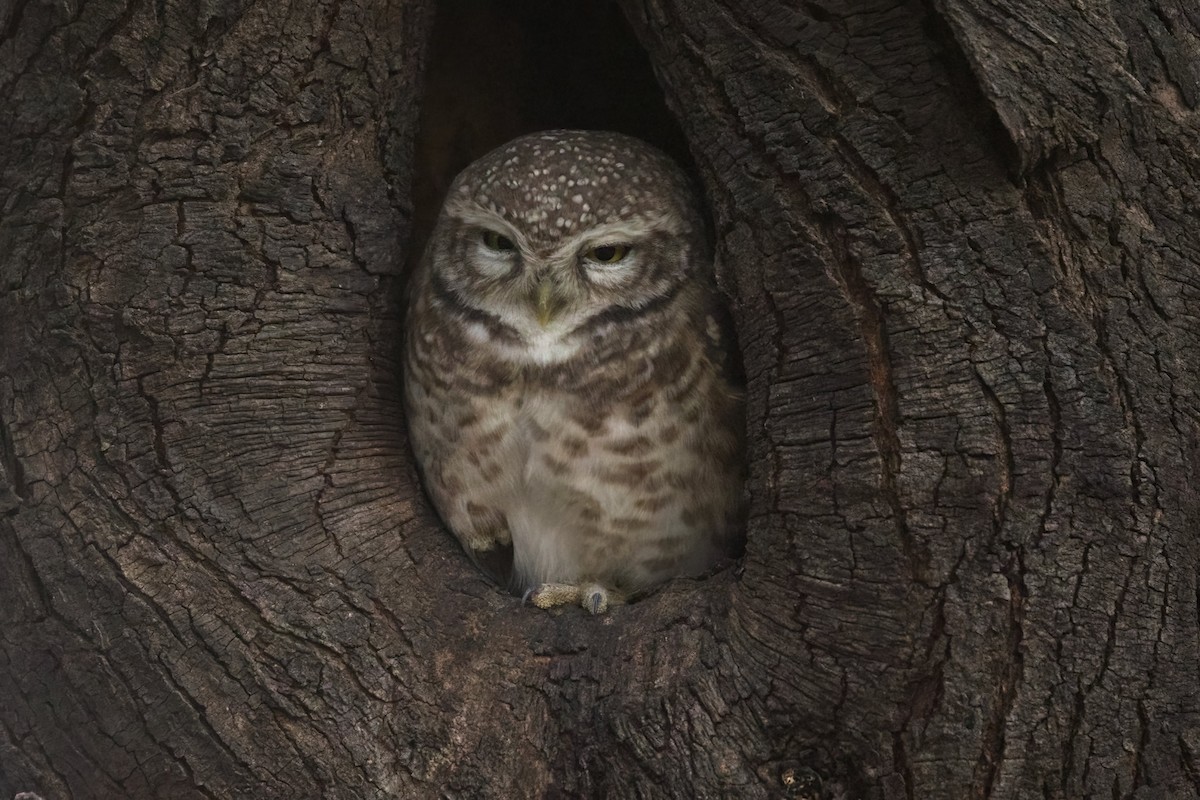 Spotted Owlet - ML627850189