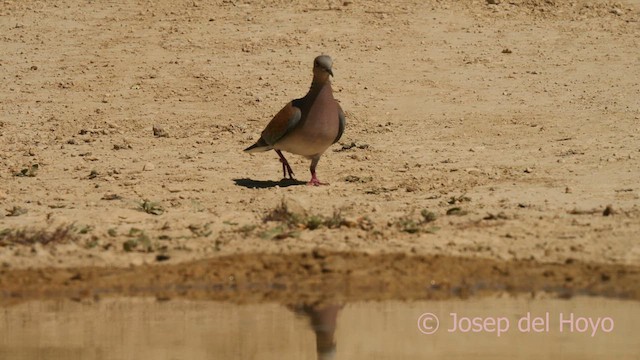 European Turtle-Dove - ML627850195
