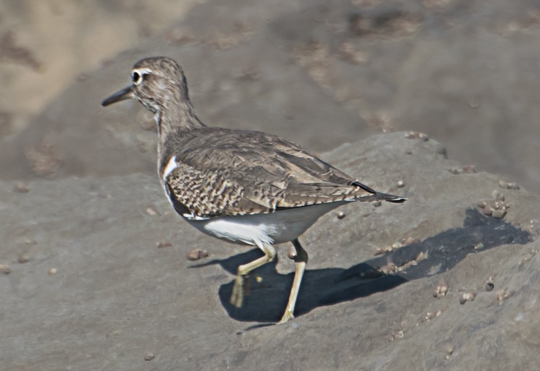 Common Sandpiper - ML627850229