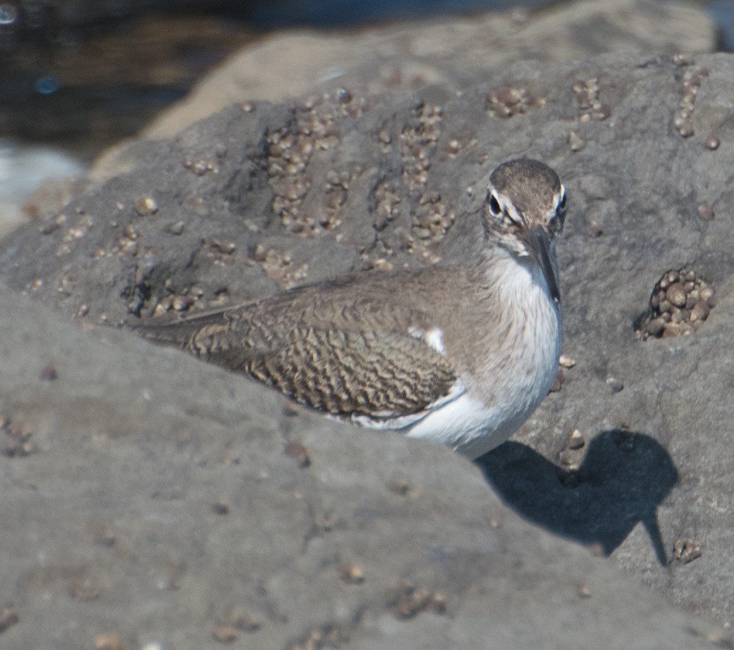 Common Sandpiper - ML627850230