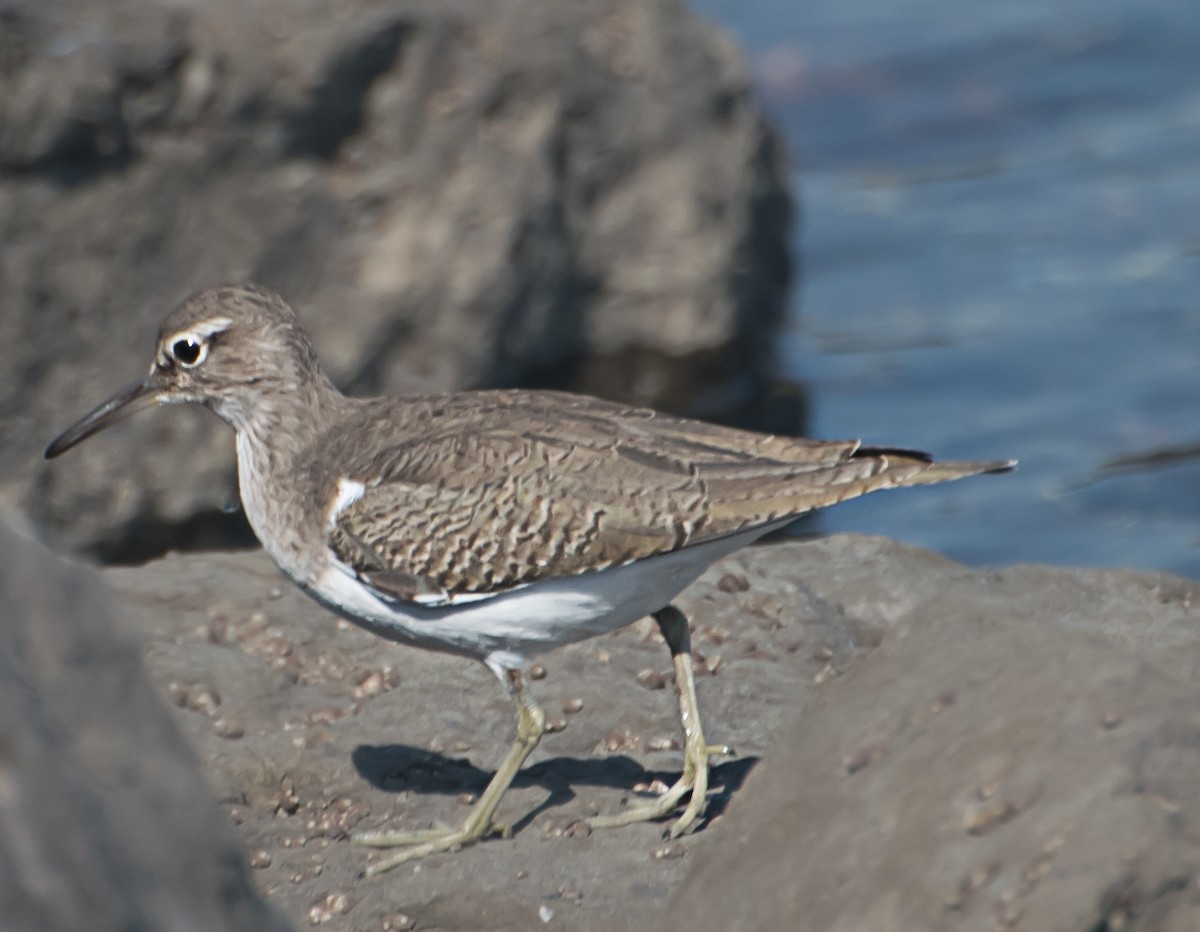 Common Sandpiper - ML627850232