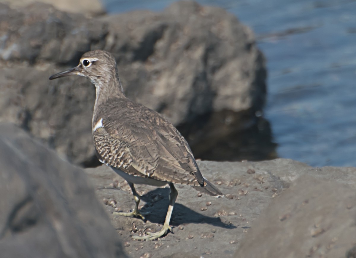 Common Sandpiper - ML627850233