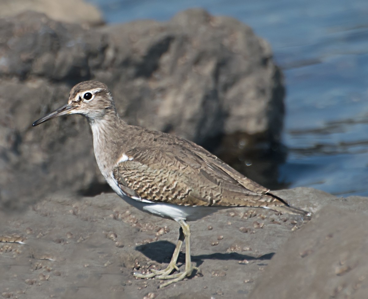 Common Sandpiper - ML627850234