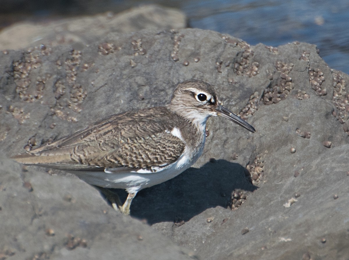 Common Sandpiper - ML627850235