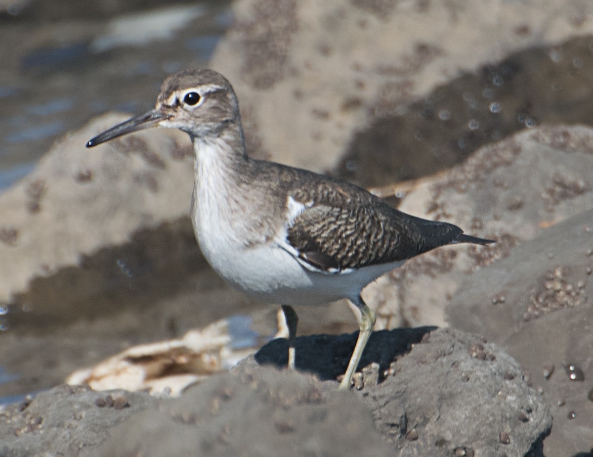 Common Sandpiper - ML627850236