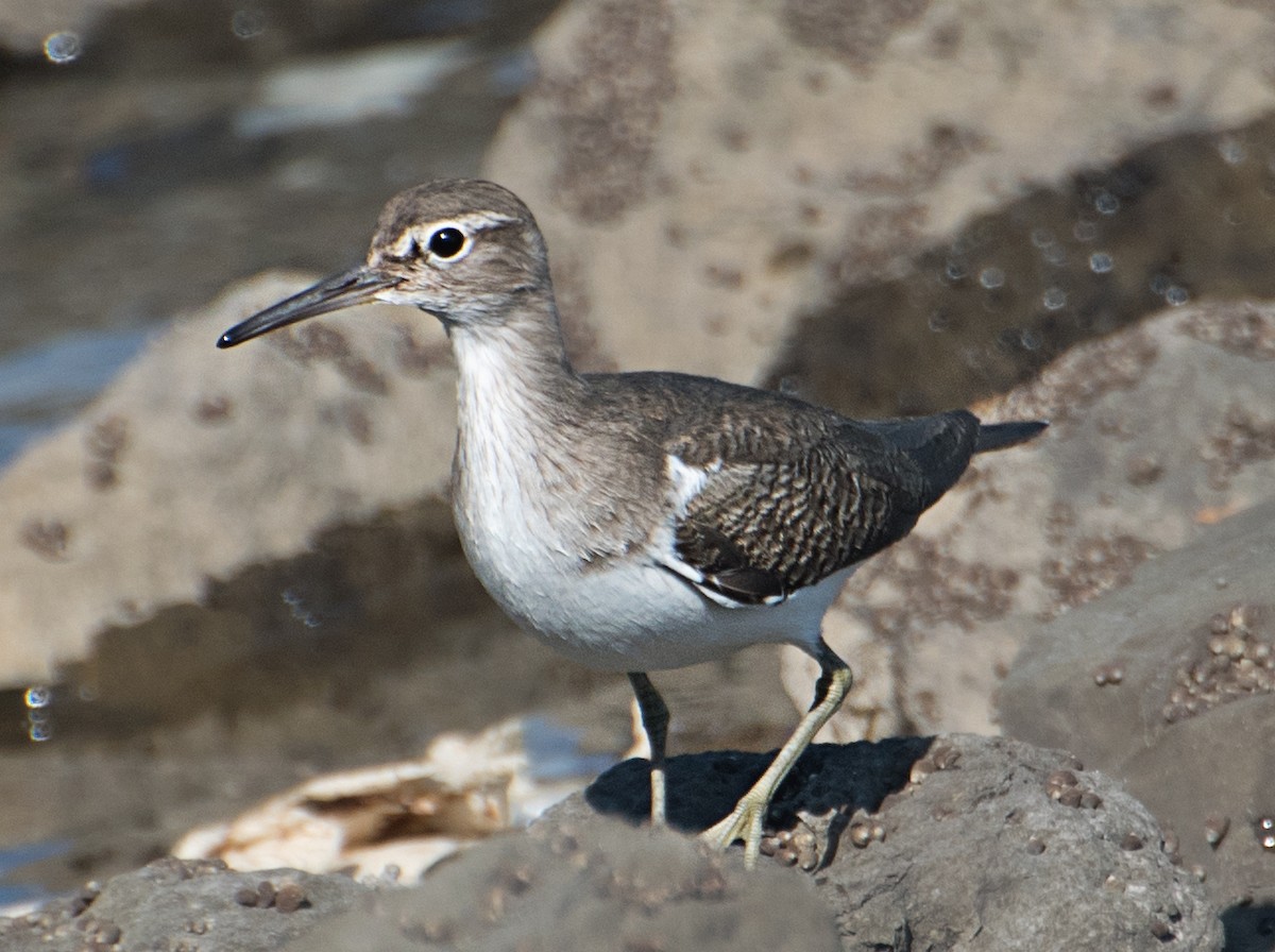 Common Sandpiper - ML627850237