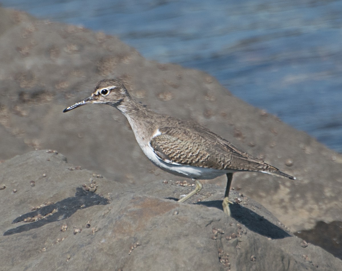 Common Sandpiper - ML627850238