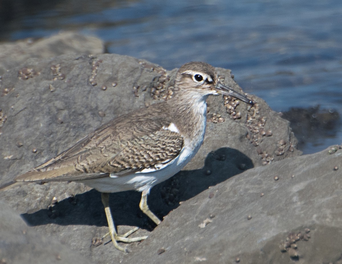 Common Sandpiper - ML627850239