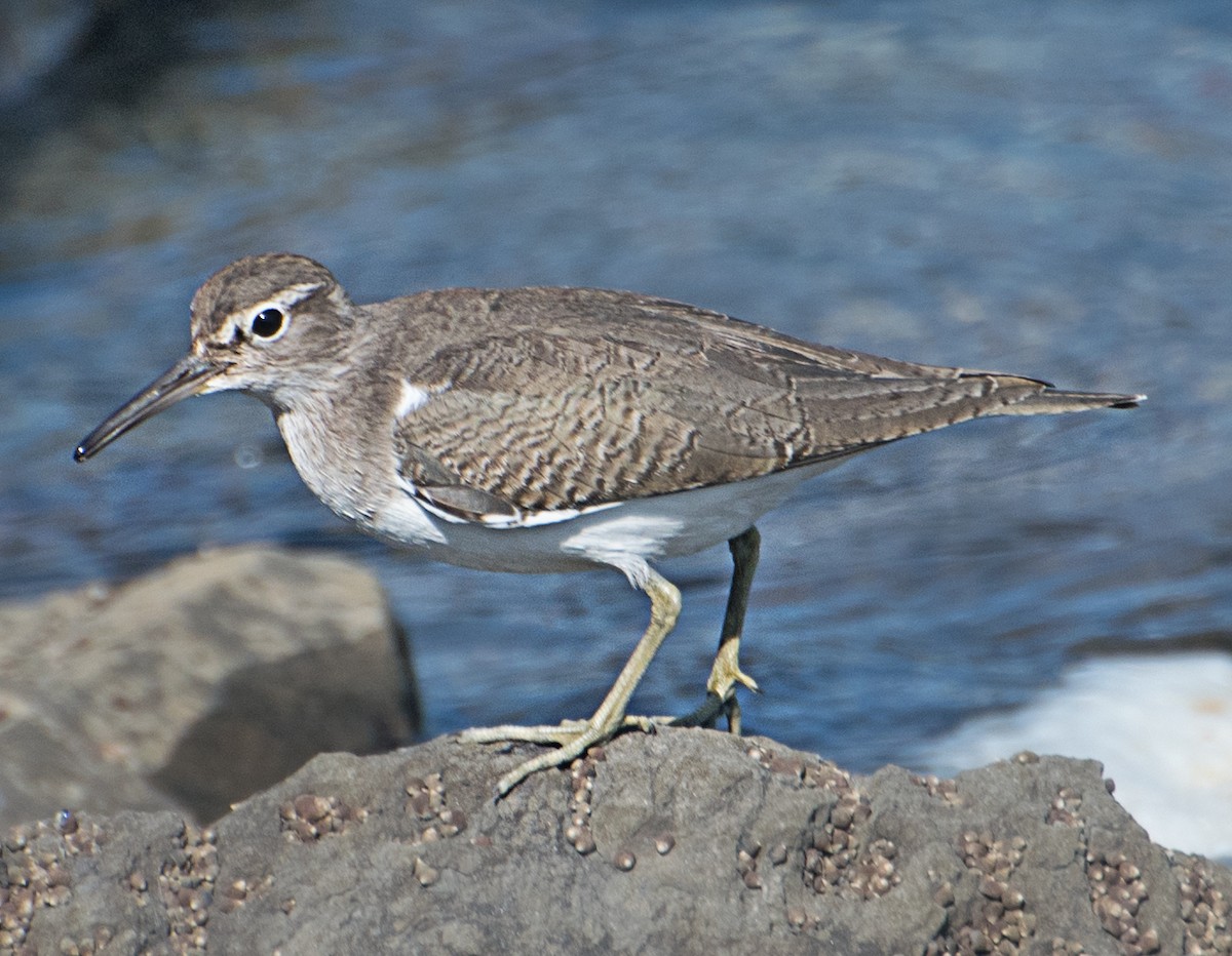 Common Sandpiper - ML627850241