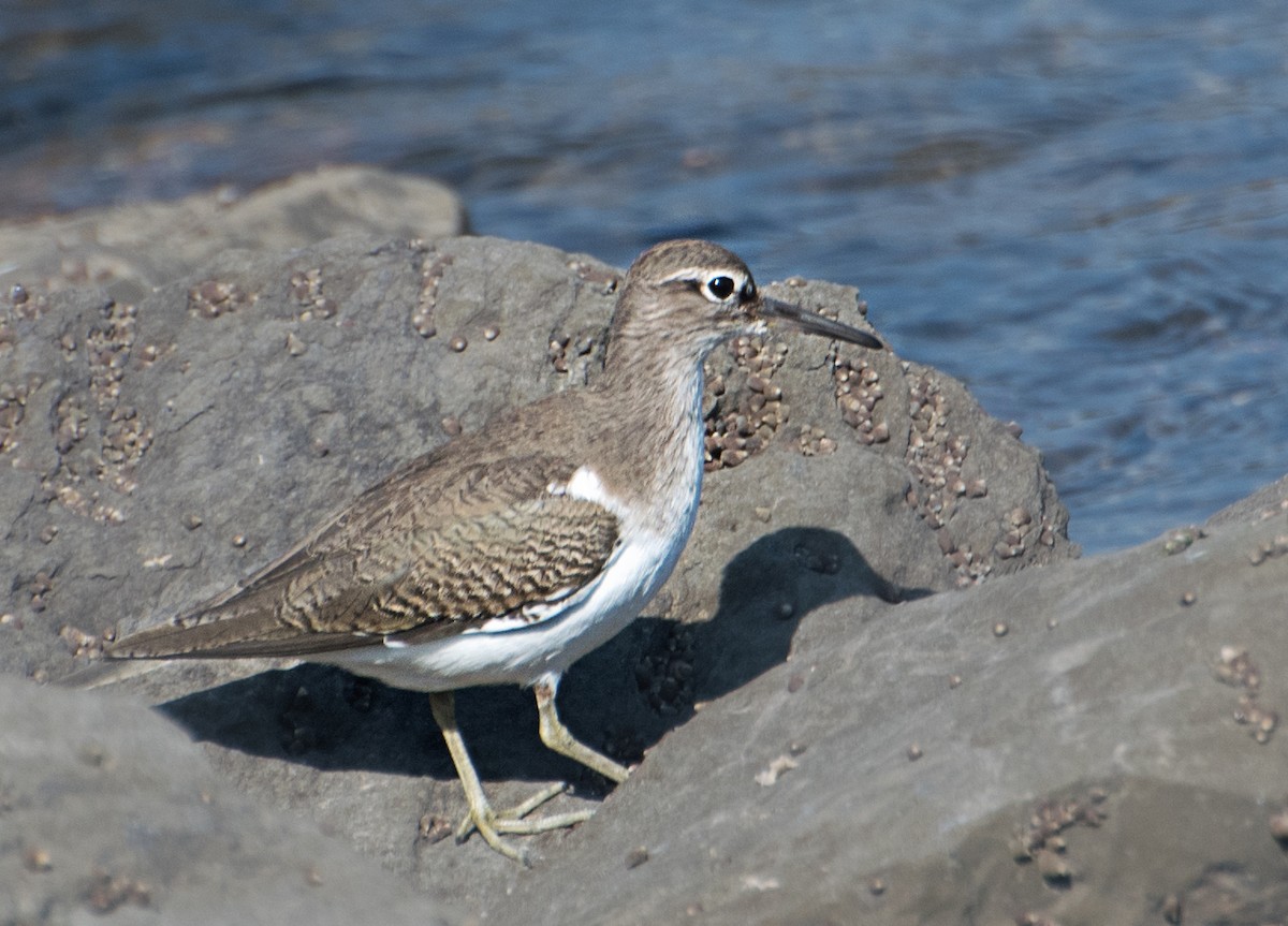 Common Sandpiper - ML627850242