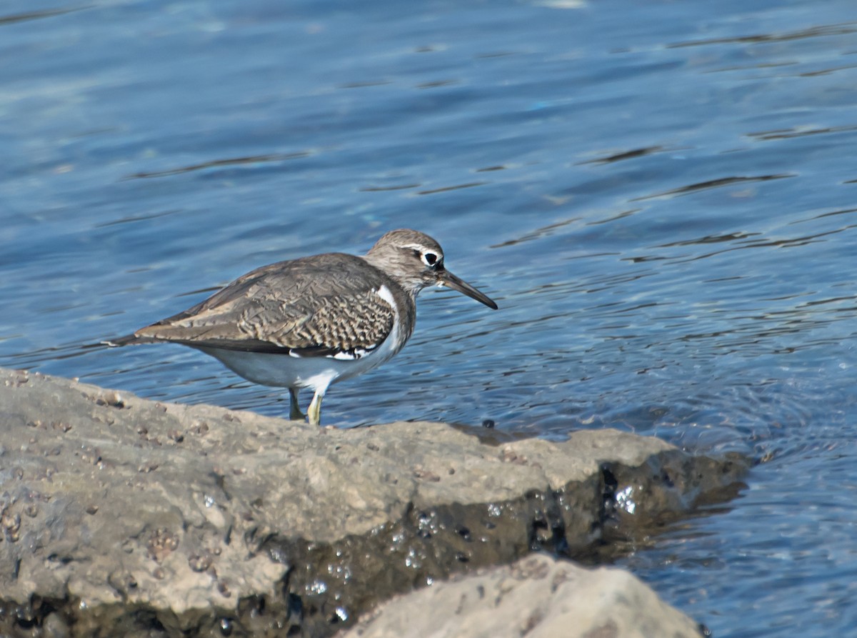 Common Sandpiper - ML627850243