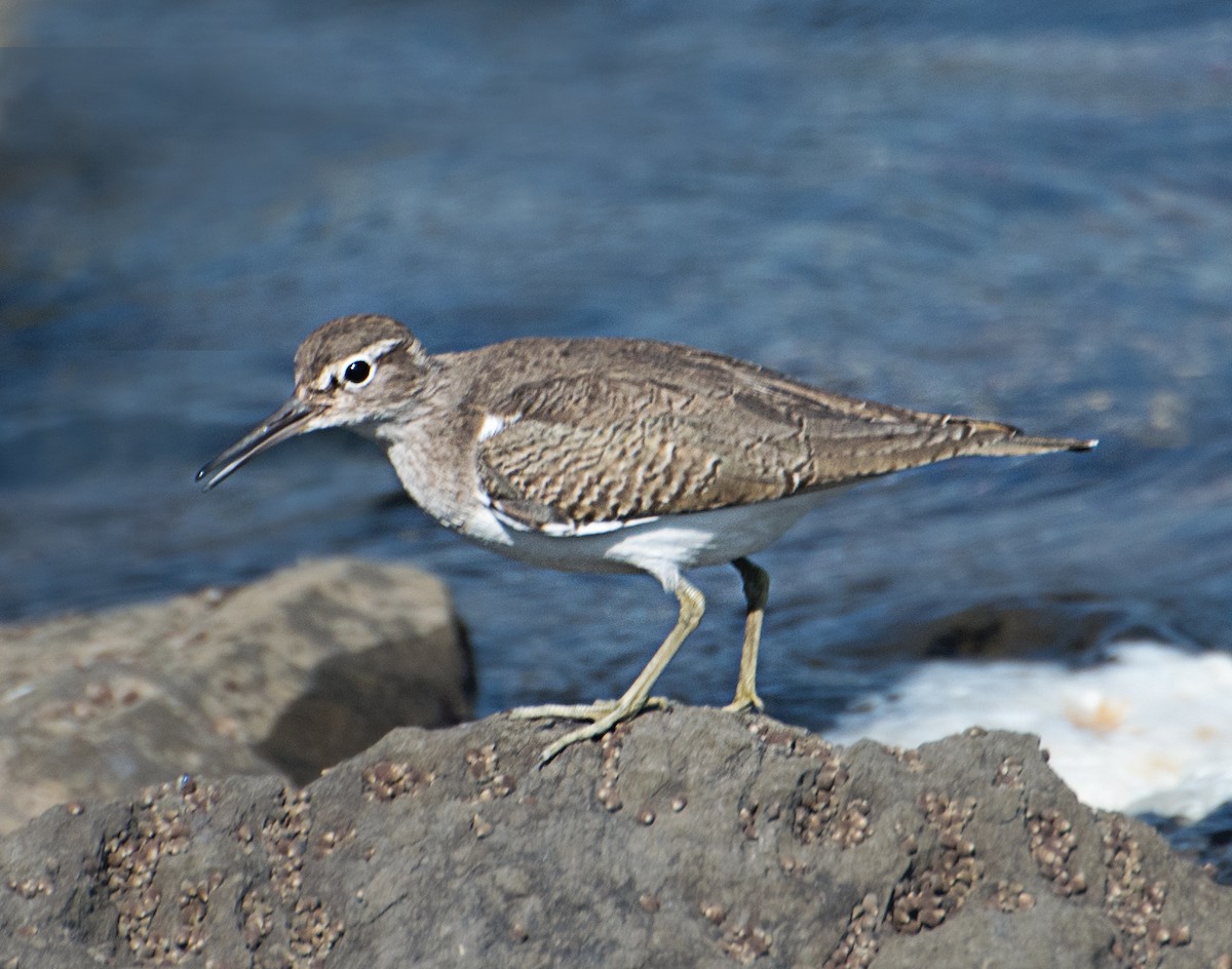 Common Sandpiper - ML627850244