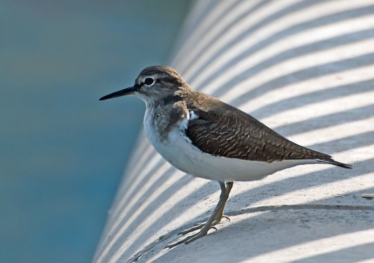 Common Sandpiper - ML627850245