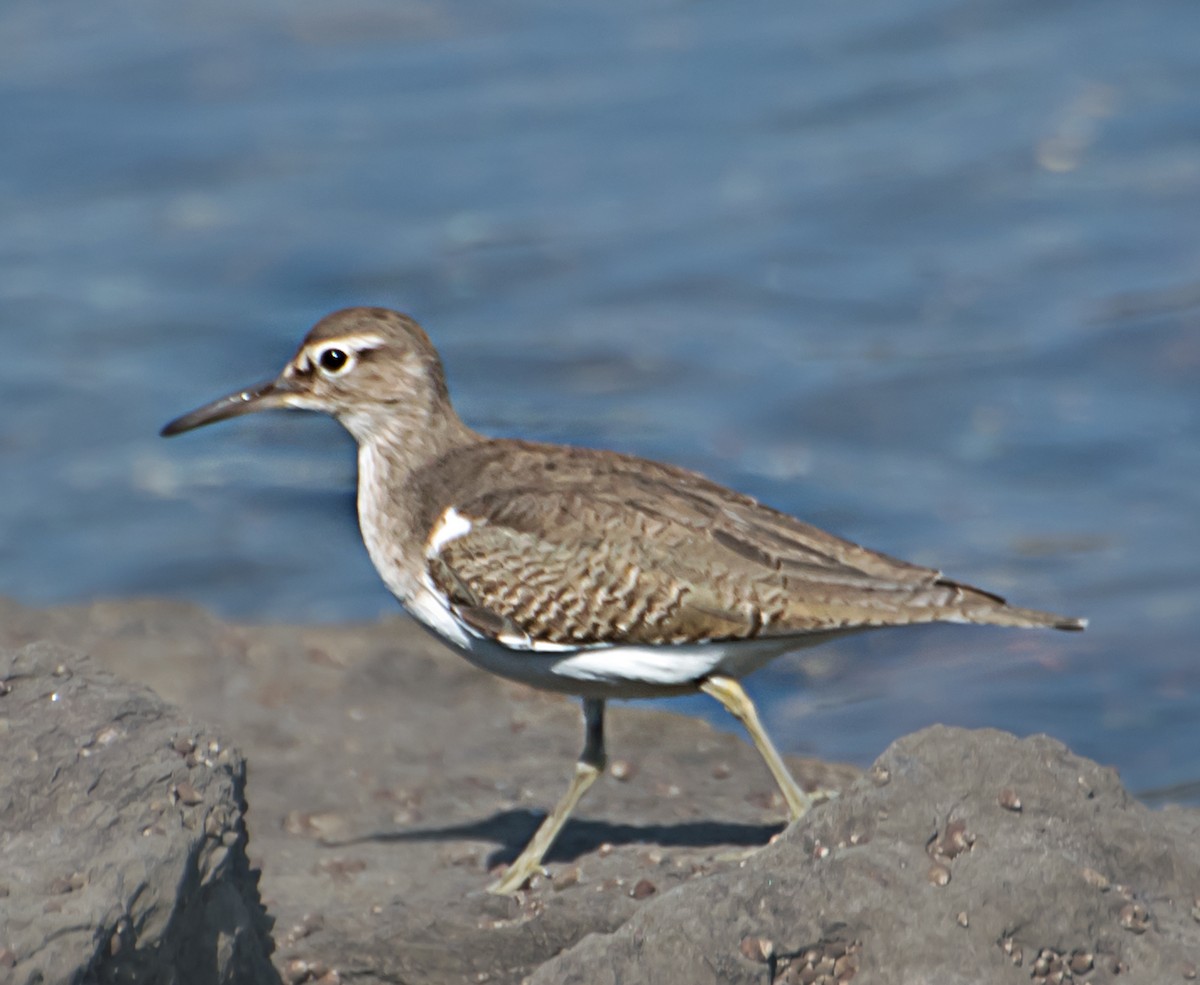 Common Sandpiper - ML627850246