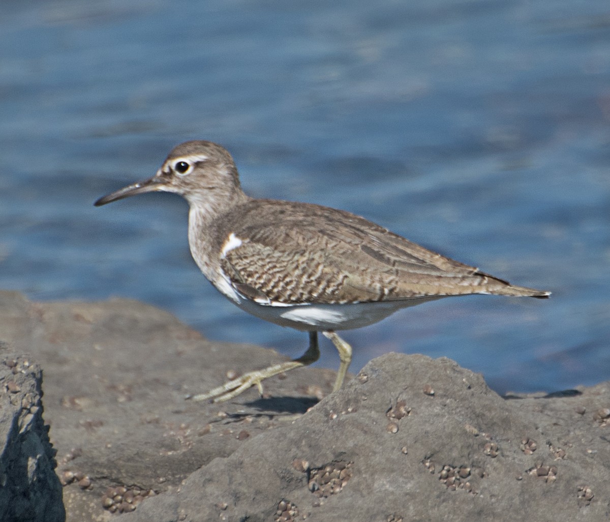 Common Sandpiper - ML627850248