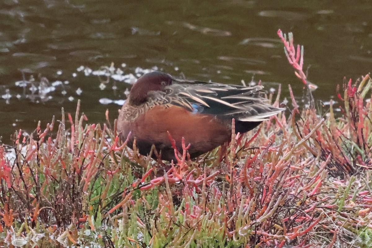 Cinnamon Teal - ML627850259