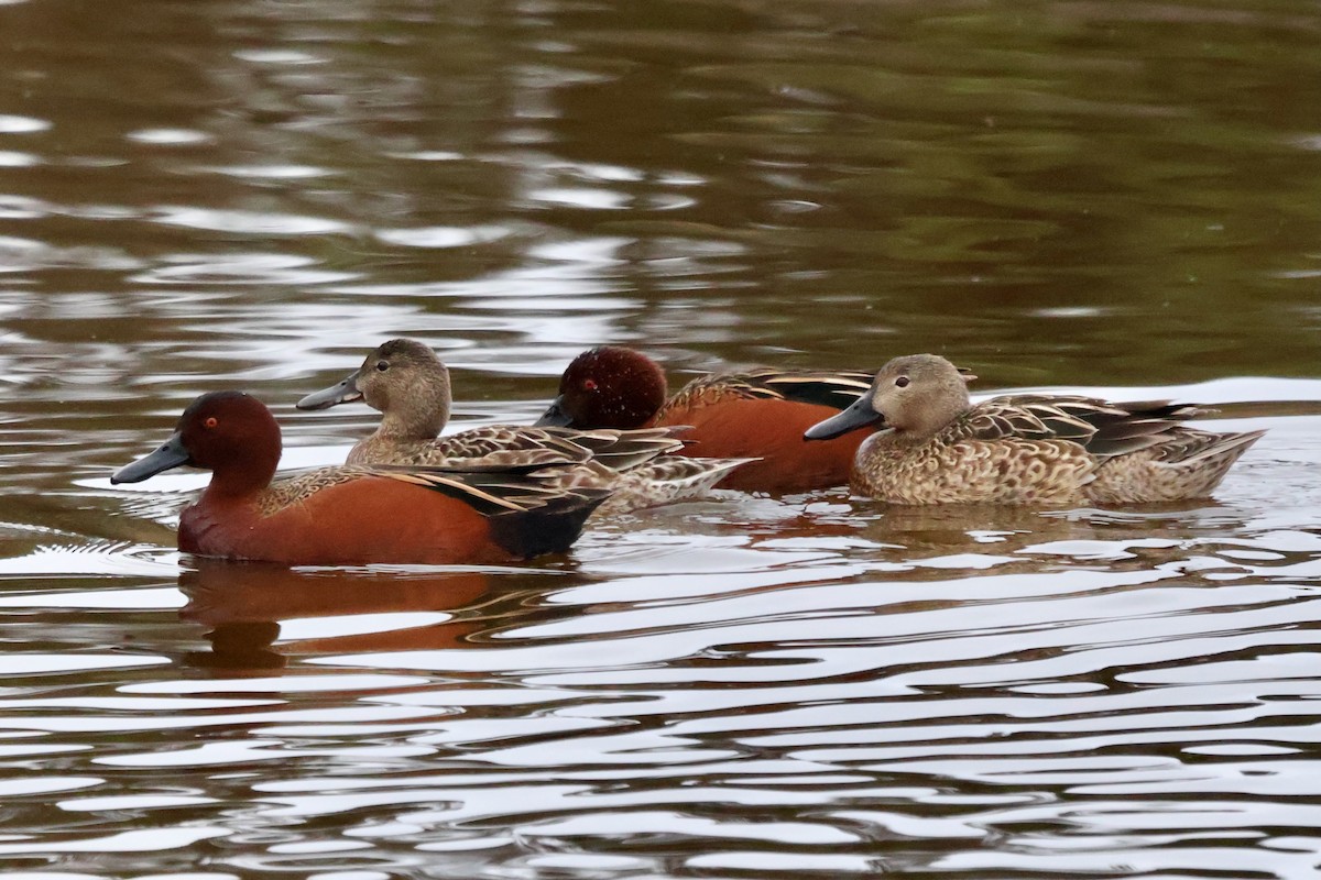 Cinnamon Teal - ML627850260