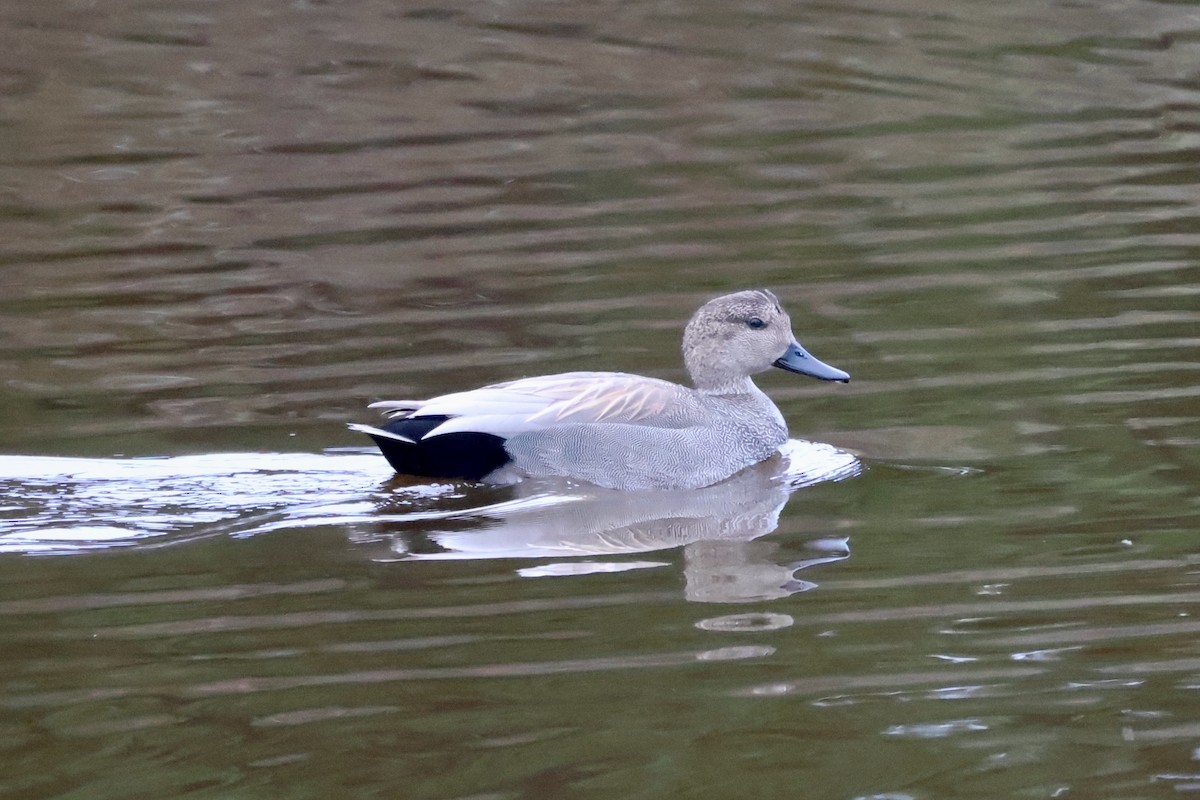 Gadwall - ML627850261