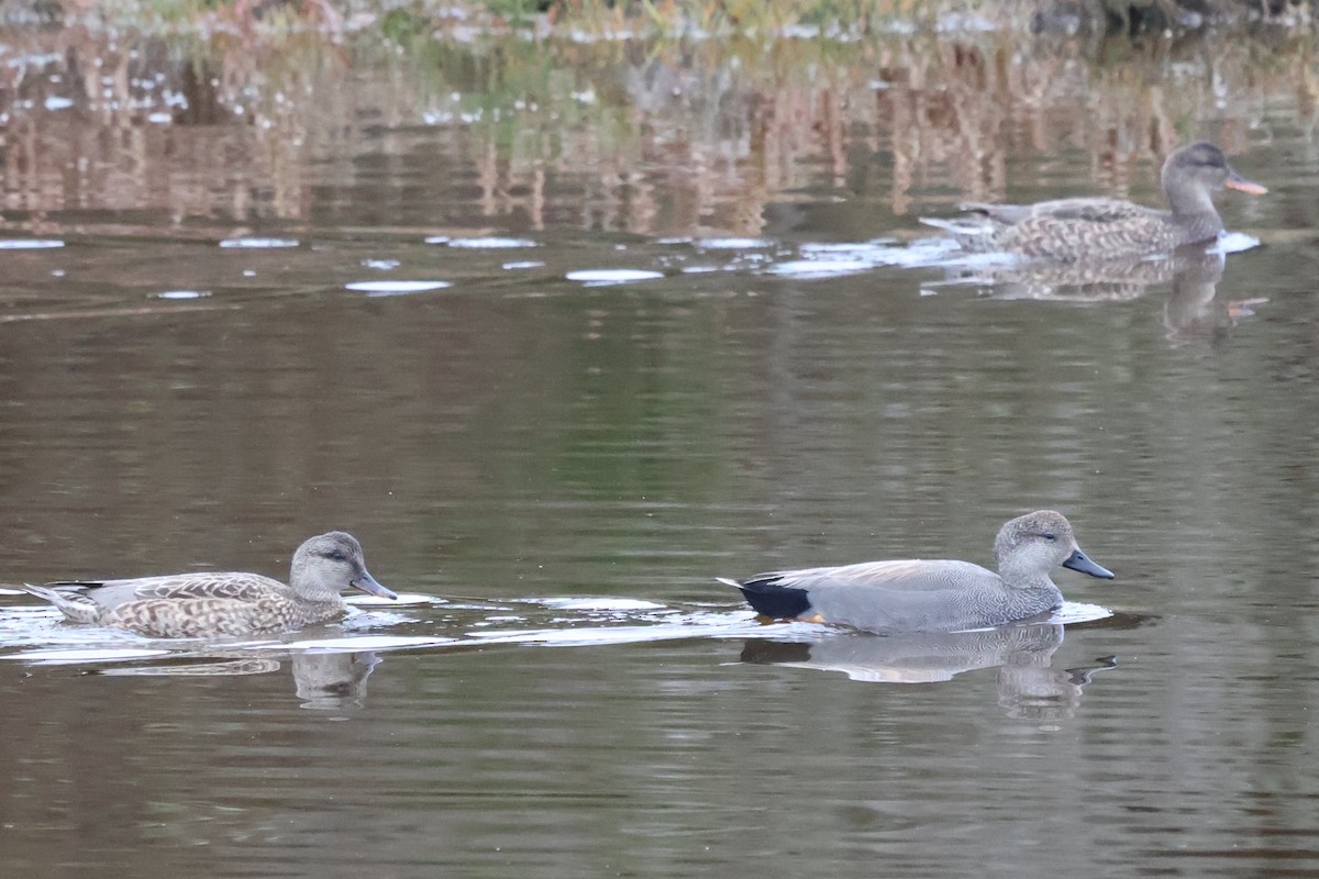 Gadwall - ML627850262
