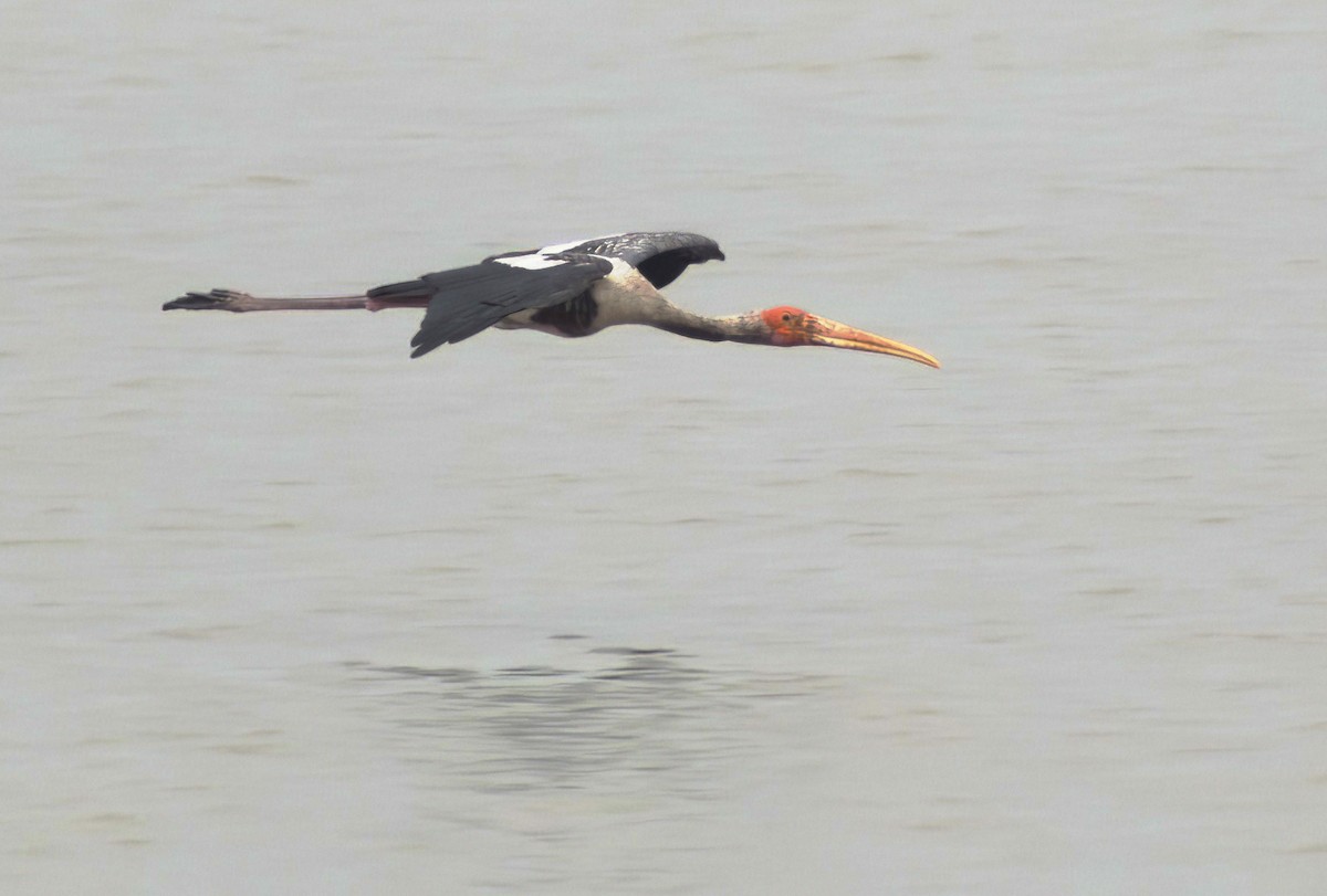 Painted Stork - ML627850275