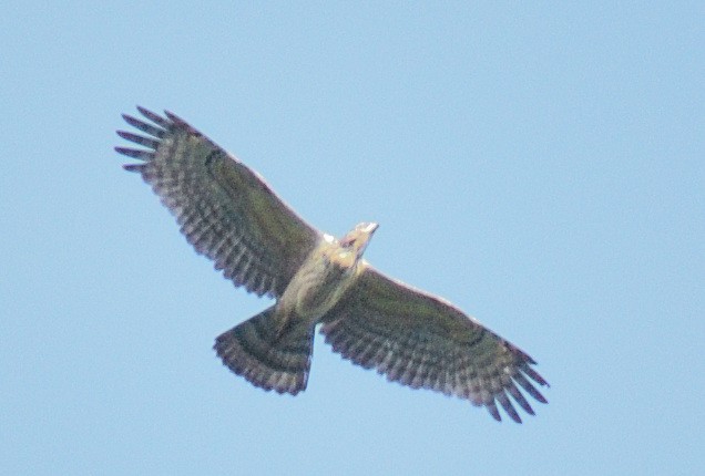 Changeable Hawk-Eagle - ML627850280