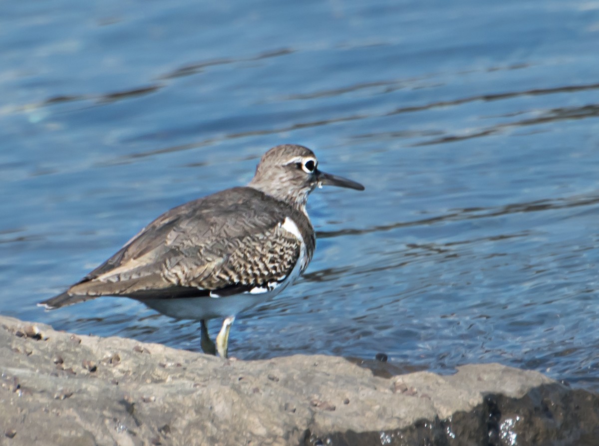 Common Sandpiper - ML627850286