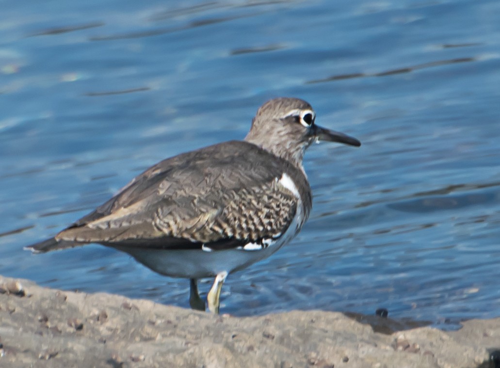 Common Sandpiper - ML627850287