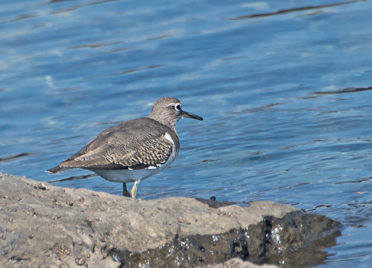 Common Sandpiper - ML627850288