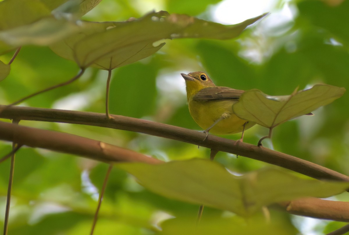 Green-backed Flycatcher - ML627850296