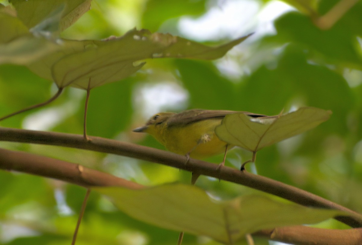 Green-backed Flycatcher - ML627850297