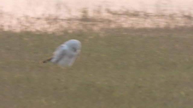 Pallid Harrier - ML627850305