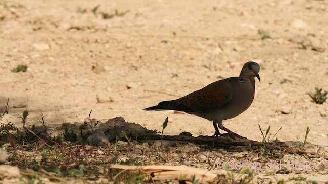 European Turtle-Dove - ML627850327
