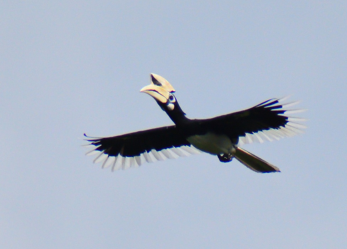 Oriental Pied-Hornbill - ML627850345