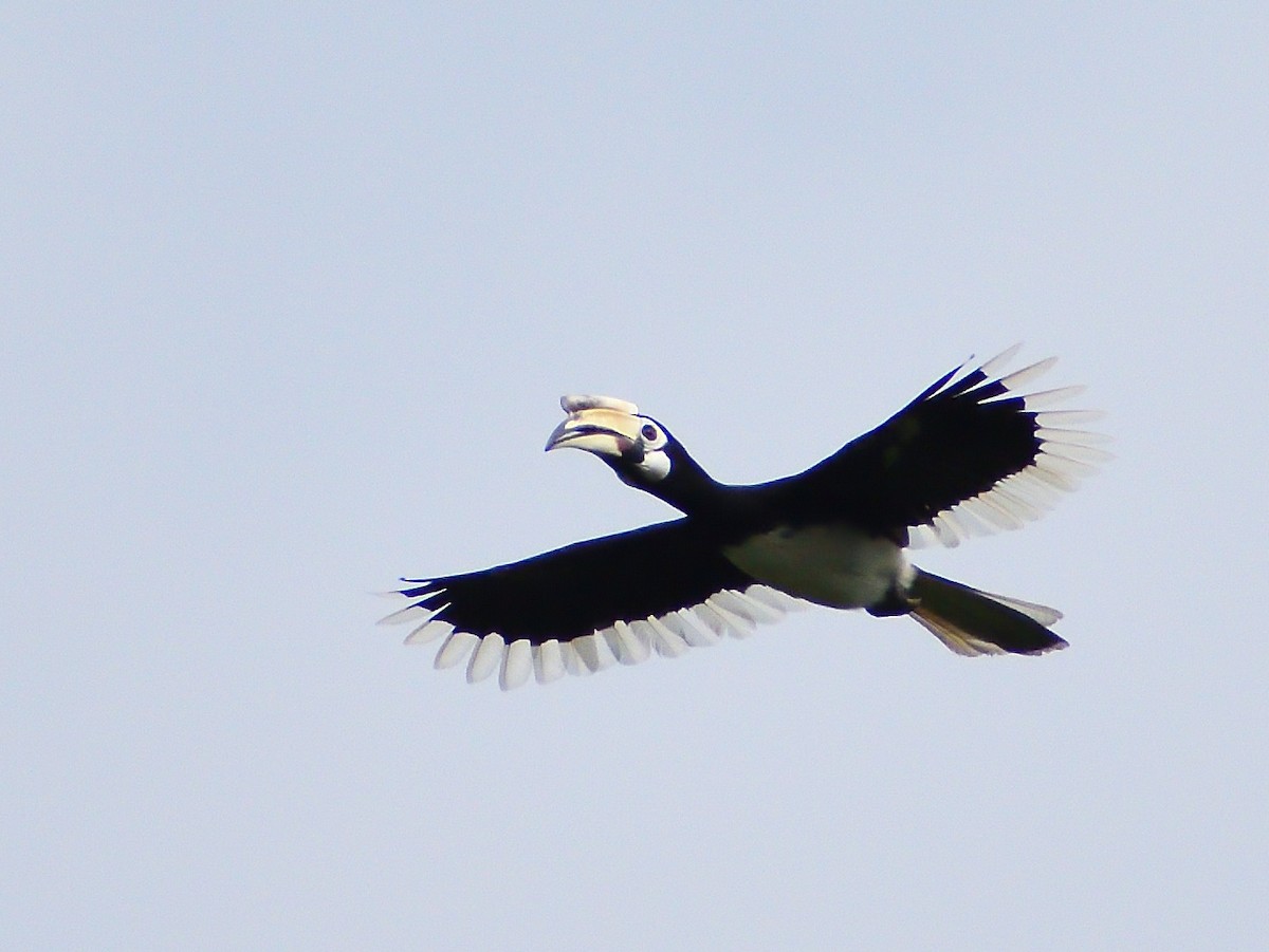 Oriental Pied-Hornbill - ML627850347