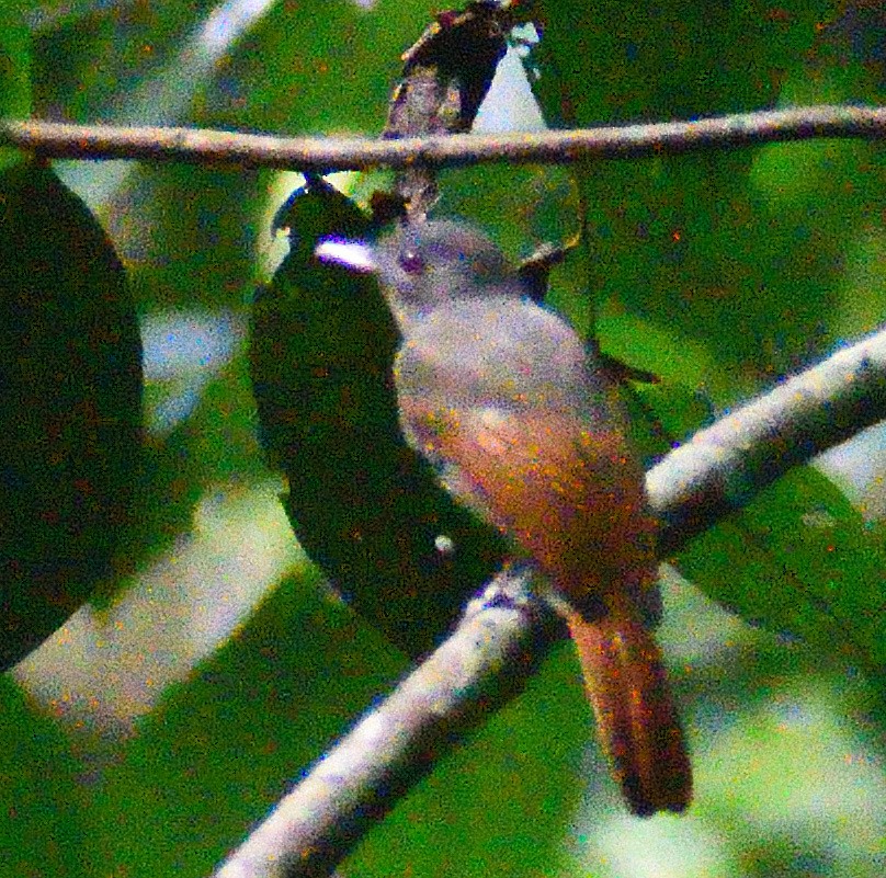 Rufous-winged Philentoma - ML627850360