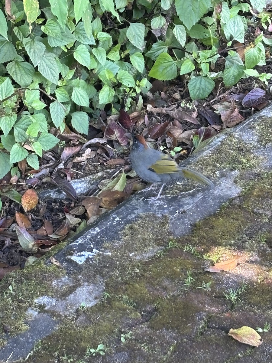 Silver-eared Laughingthrush - ML627850386