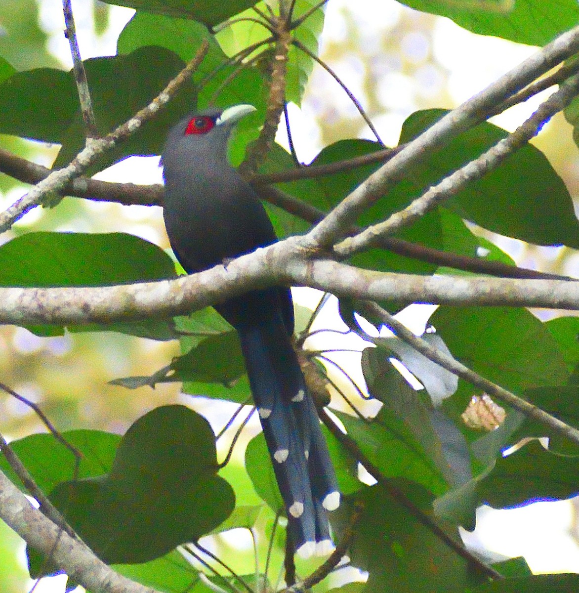 Black-bellied Malkoha - ML627850392