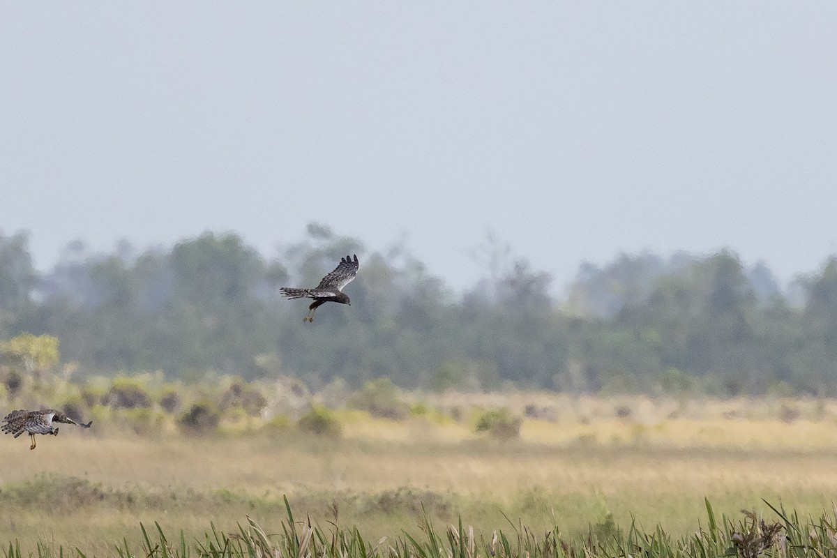 African Marsh Harrier - ML627850456