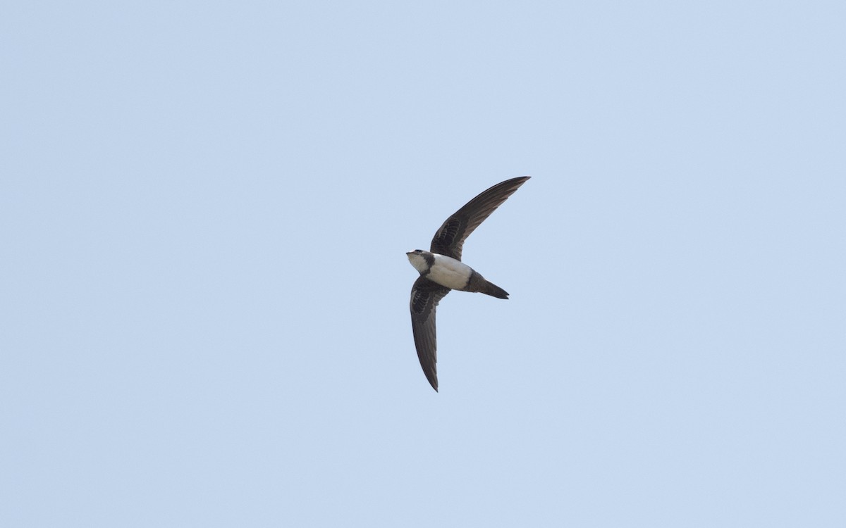 Alpine Swift - ML627850496