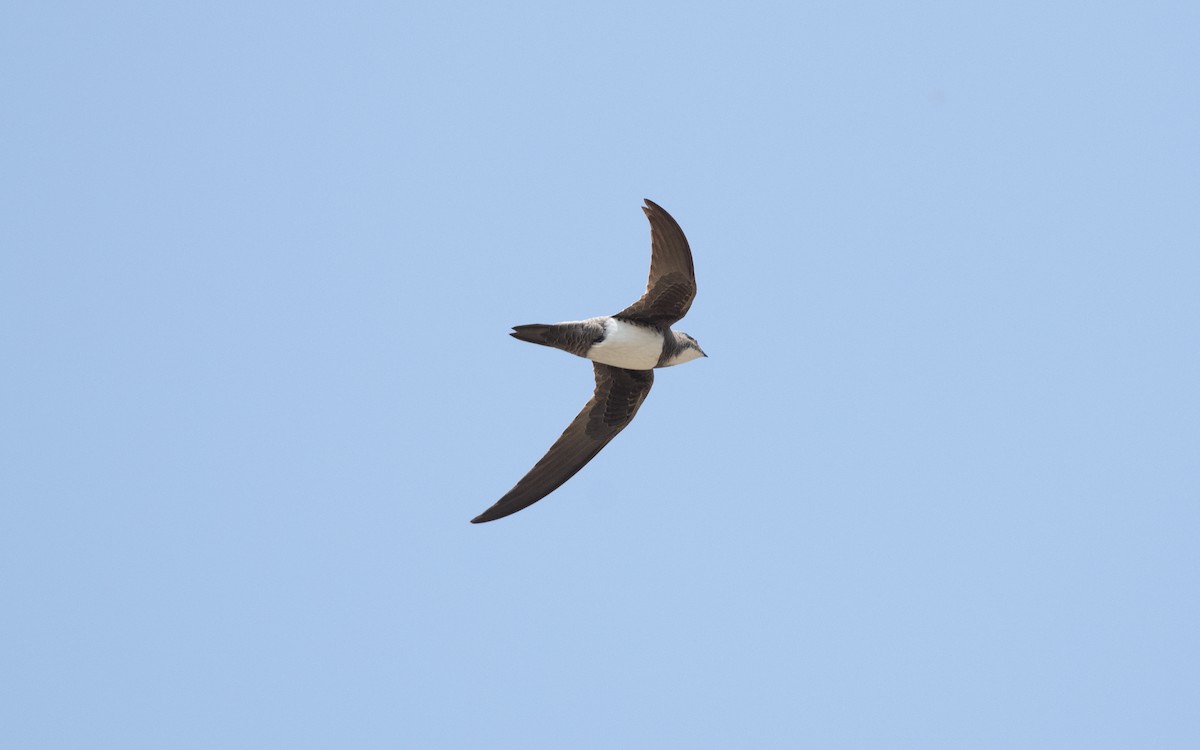 Alpine Swift - ML627850497