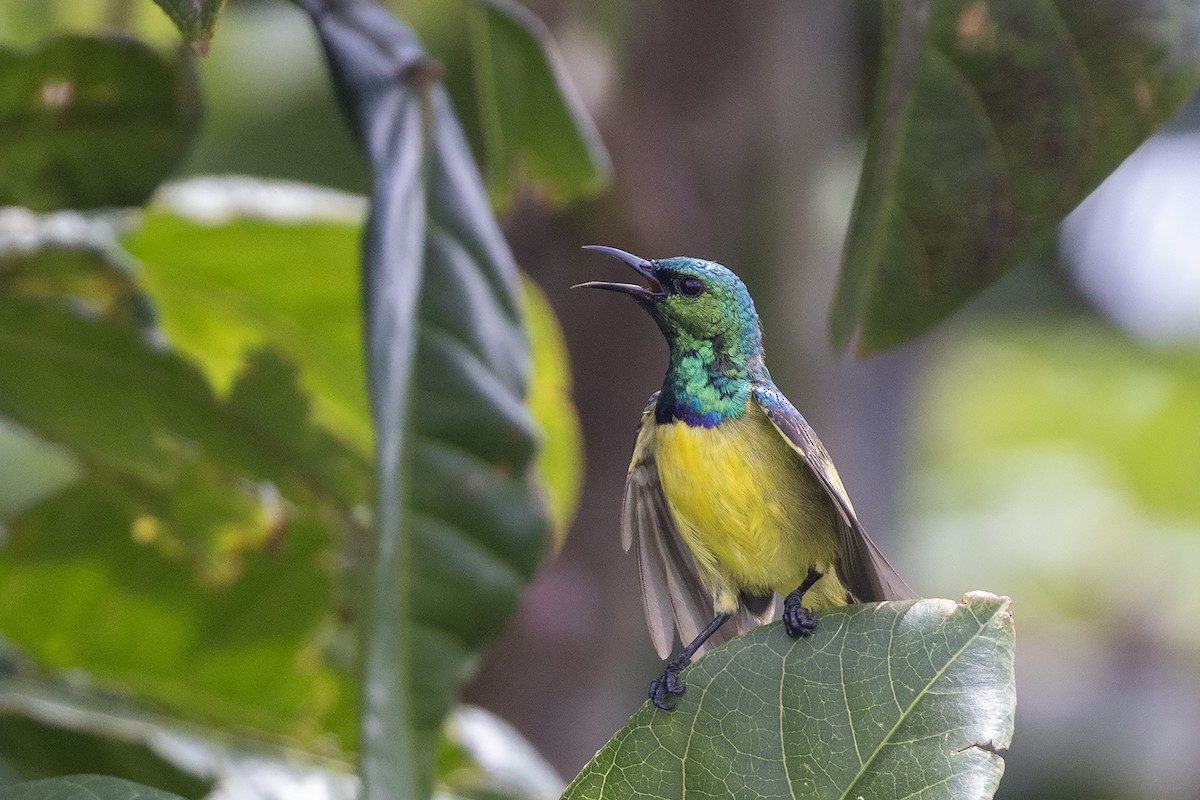 Collared Sunbird - ML627850548