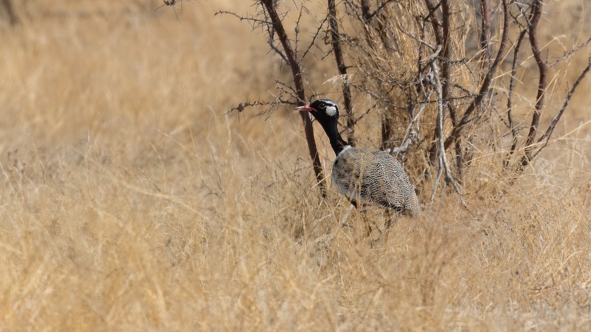 White-quilled Bustard - ML627850624