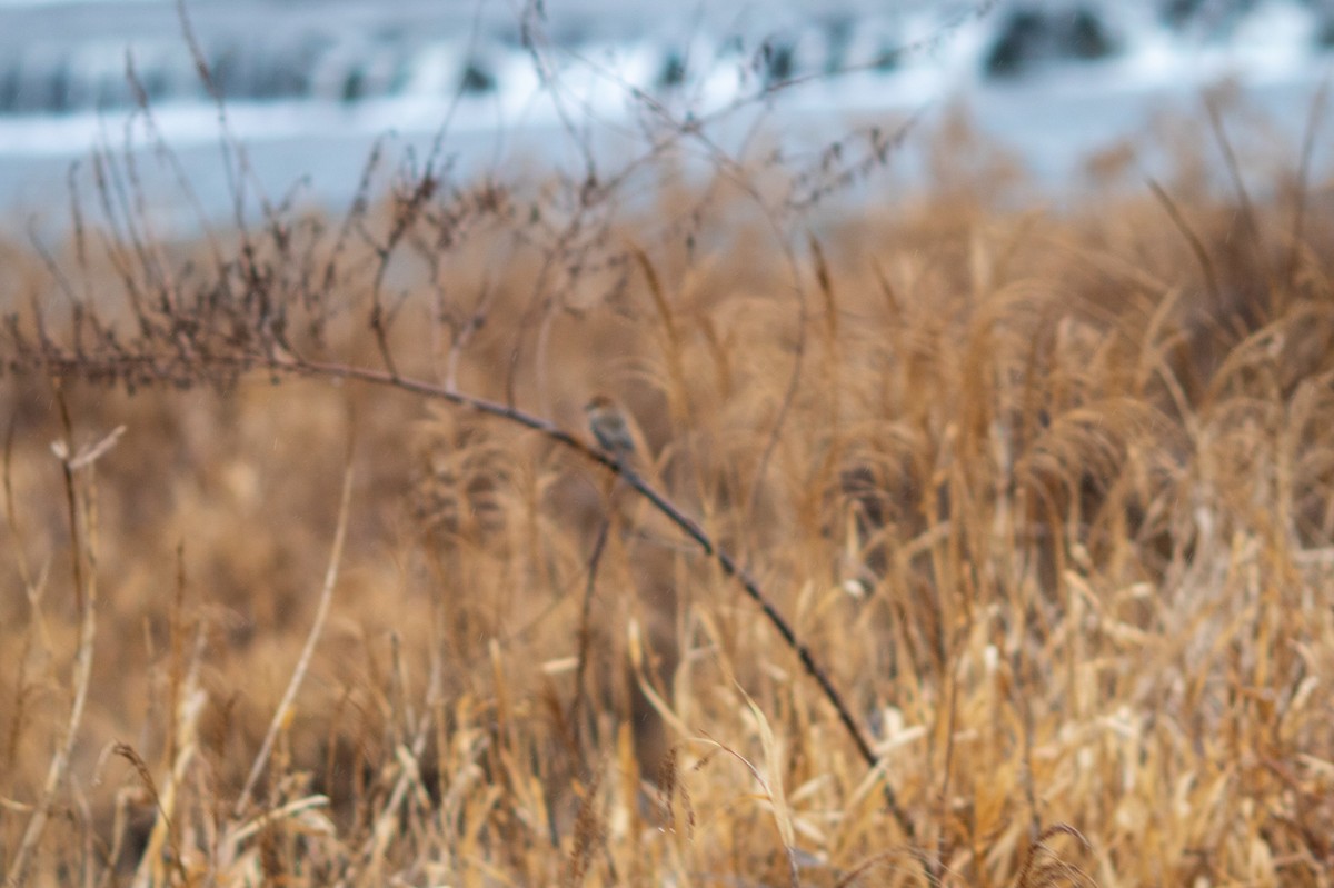 Bull-headed Shrike - ML627850790