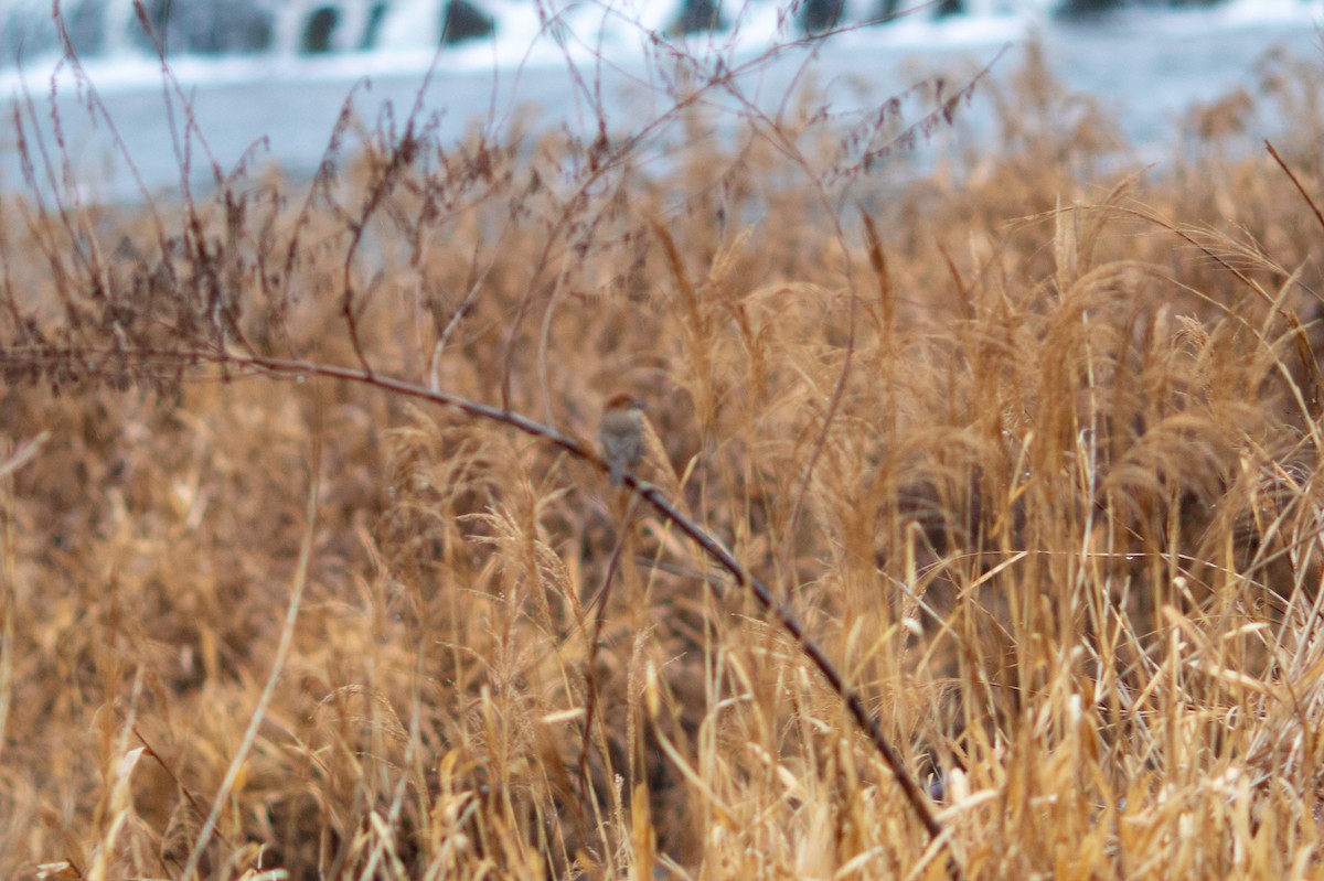 Bull-headed Shrike - ML627850791