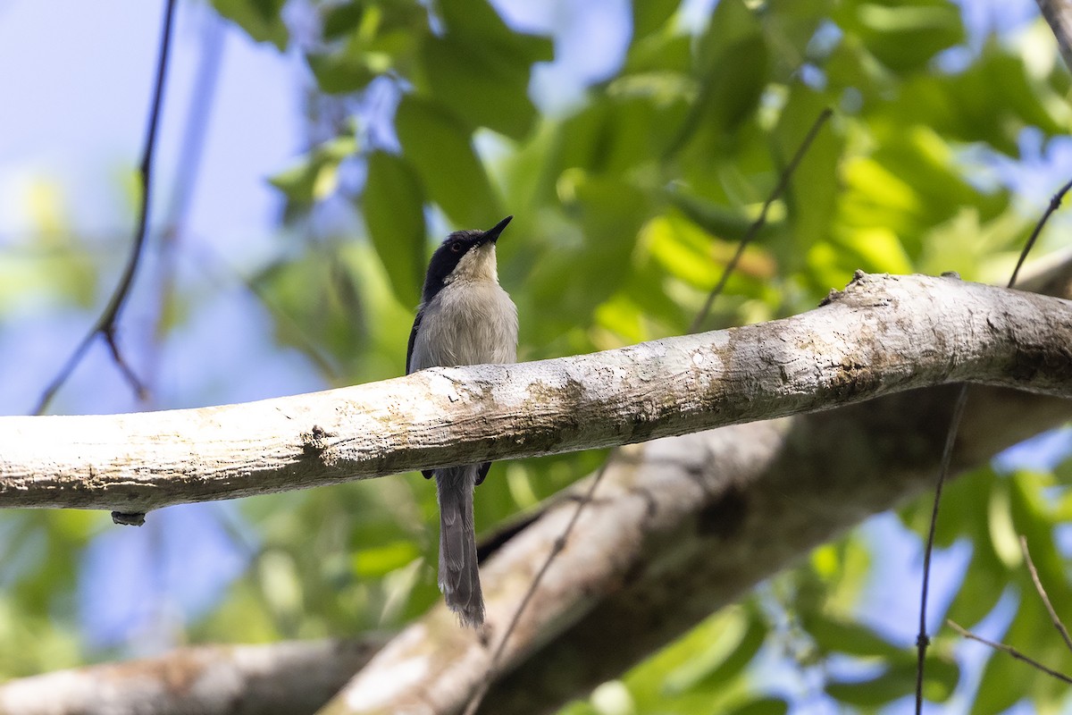 Black-headed Apalis - ML627850802