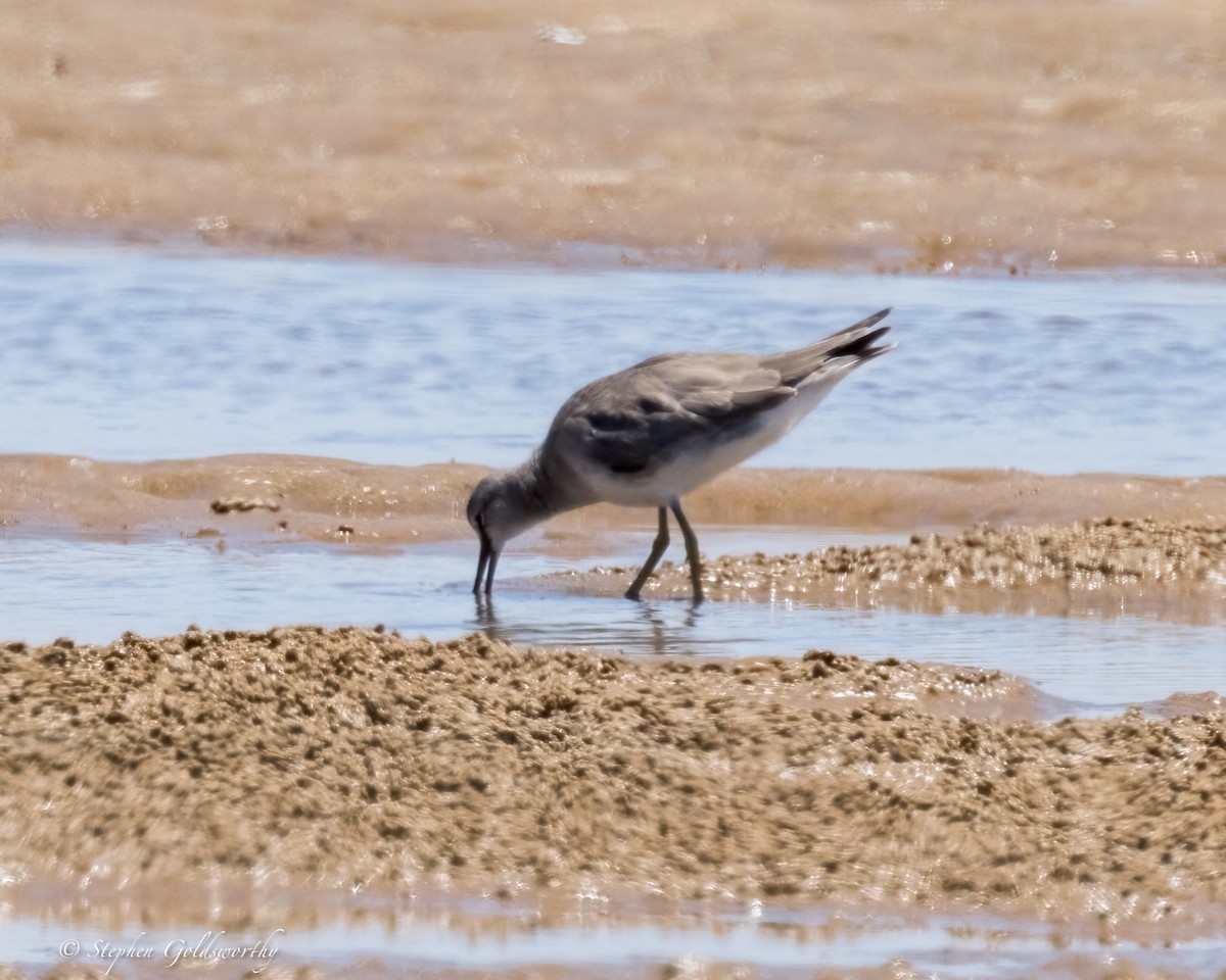 Gray-tailed Tattler - ML627850929