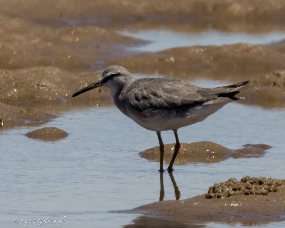 Gray-tailed Tattler - ML627850930