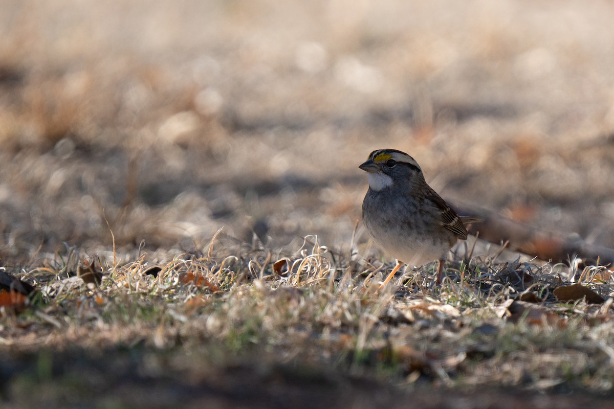 White-throated Sparrow - ML627850934