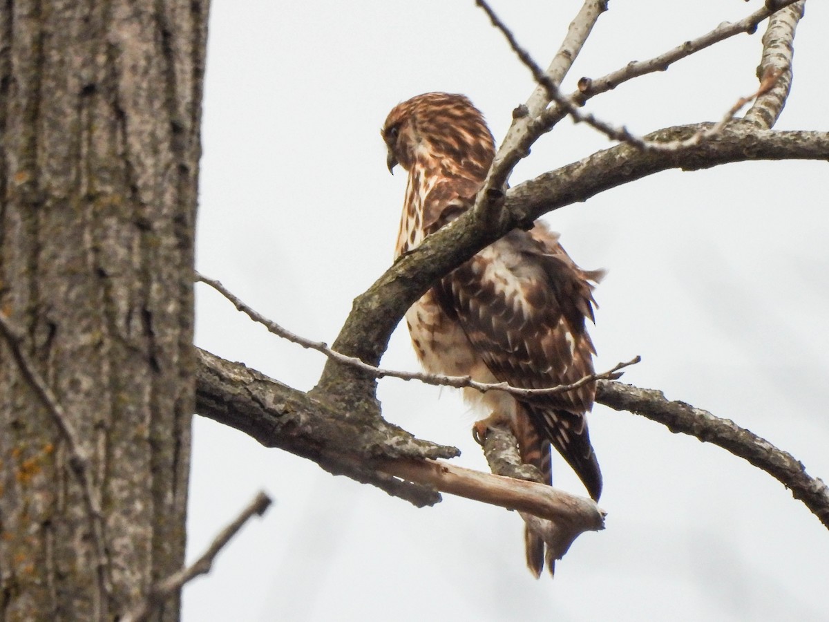 Red-shouldered Hawk - ML627850981