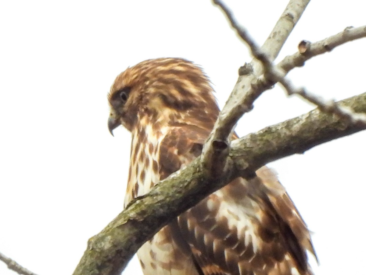 Red-shouldered Hawk - ML627850982